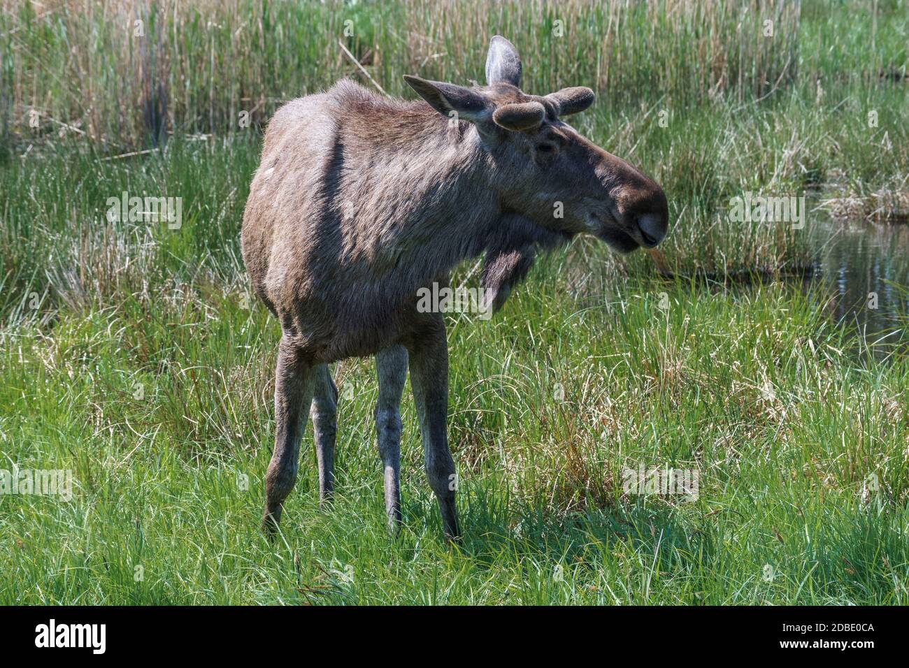 Moose o alci eurasiani in una giornata di sole in campagna. Foto Stock