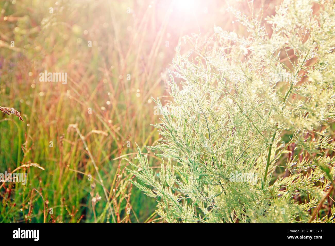 Rami di asparagi officinalis in mattina rugiada in raggi di sole. Foglie verdi di asparagi officinalis con gocce di rugiada all'alba Foto Stock