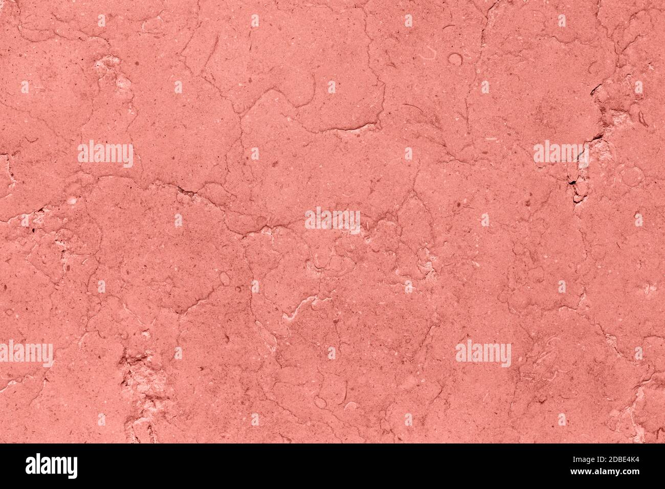 Corallo rosa a basso contrasto con fondo testurizzato in cemento Foto Stock