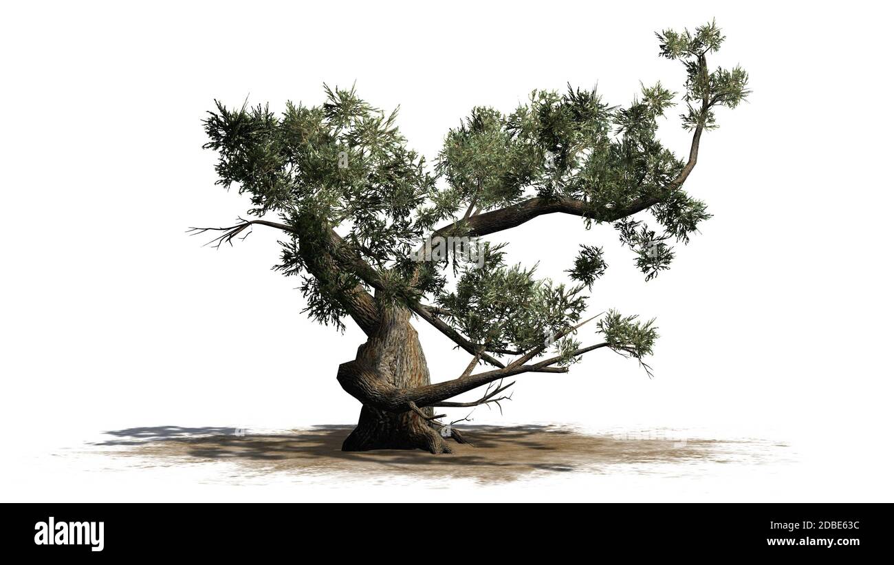 Albero di Jeffrey Pine su un'area di sabbia Foto Stock