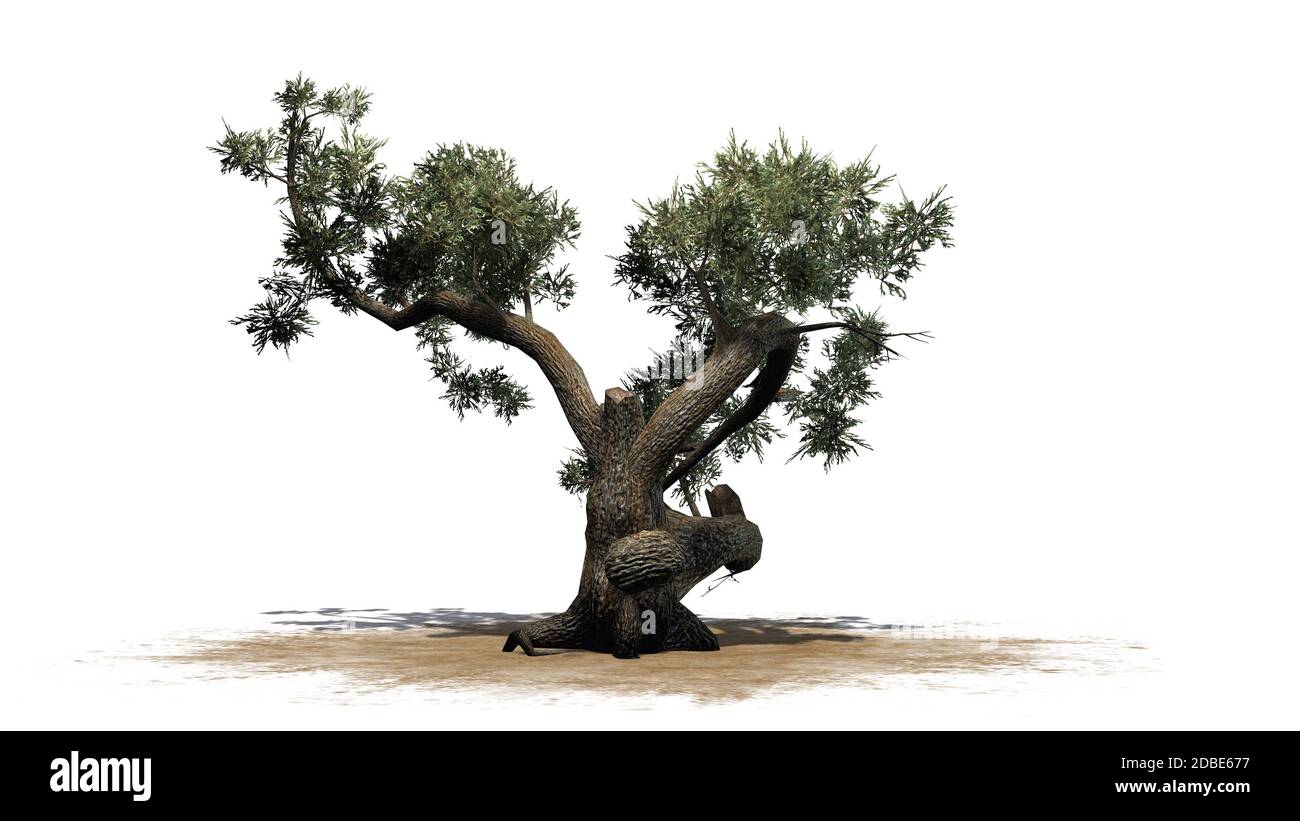 Albero di Jeffrey Pine su un'area di sabbia Foto Stock