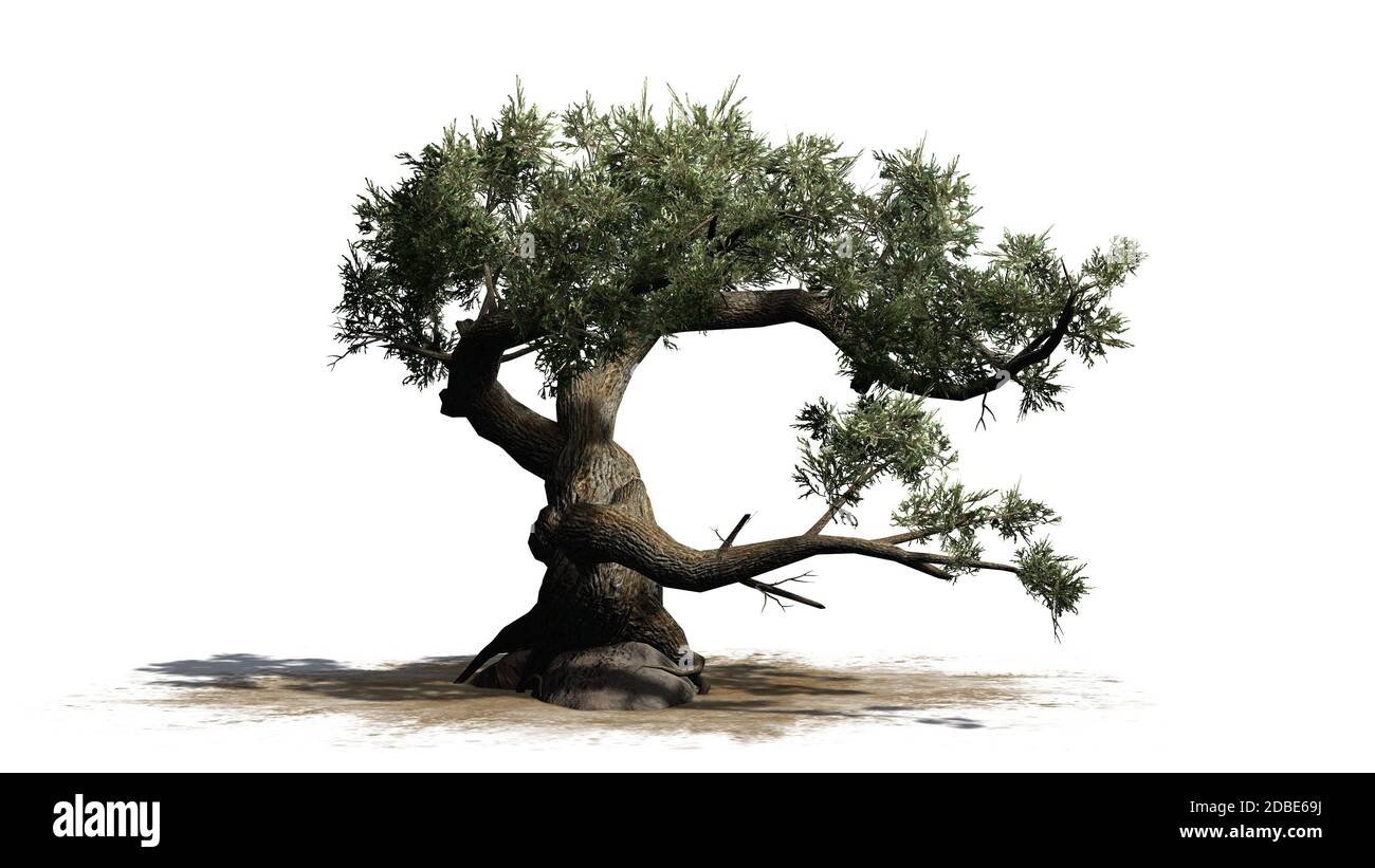 Albero di Jeffrey Pine su un'area di sabbia Foto Stock