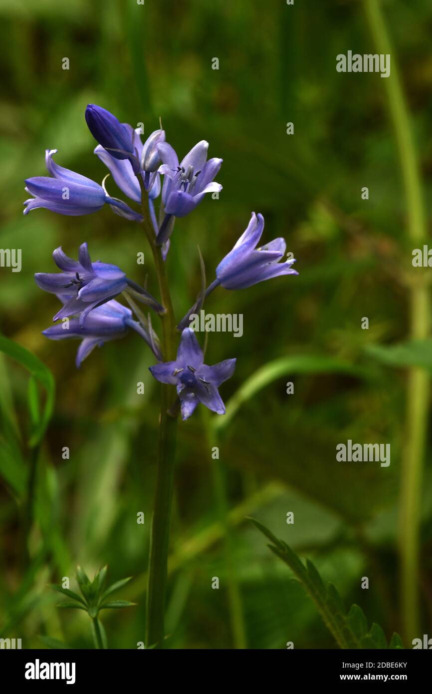 Hyacinthoides non scripta Foto Stock