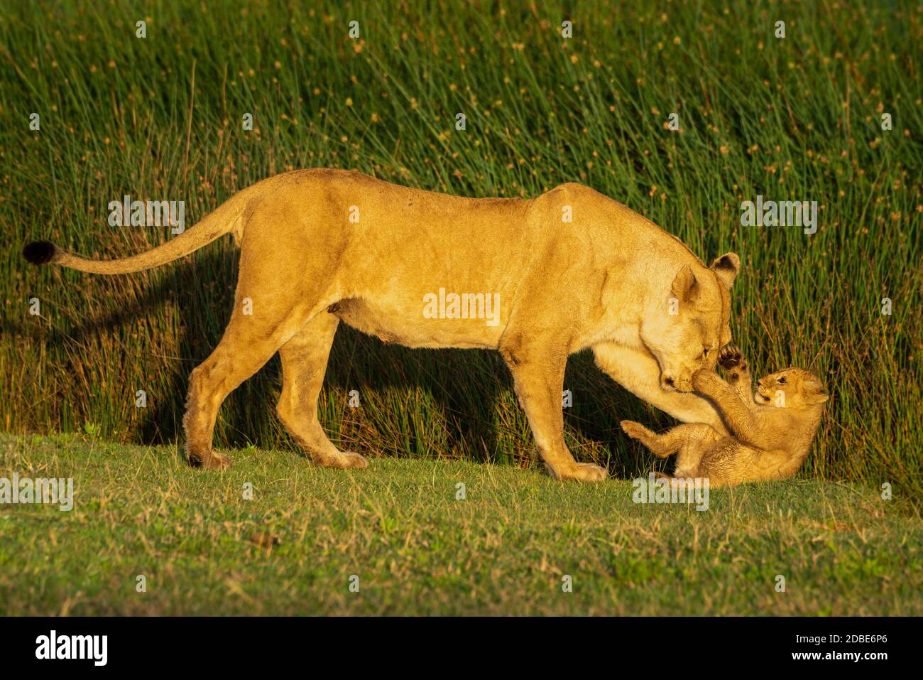 La leonessa che cammina spinge il cucciolo sull'erba Foto Stock