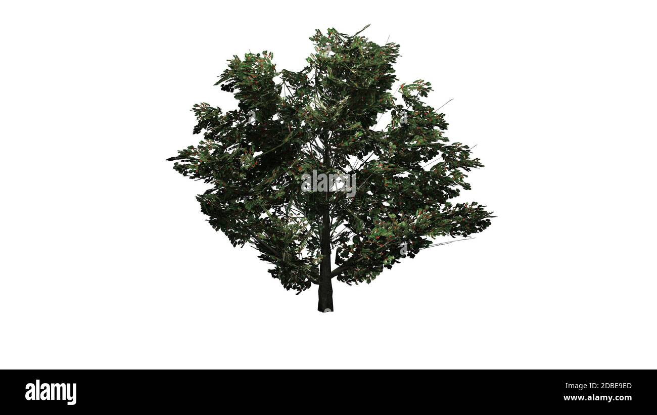 Arbusto americano Holly in estate Foto Stock