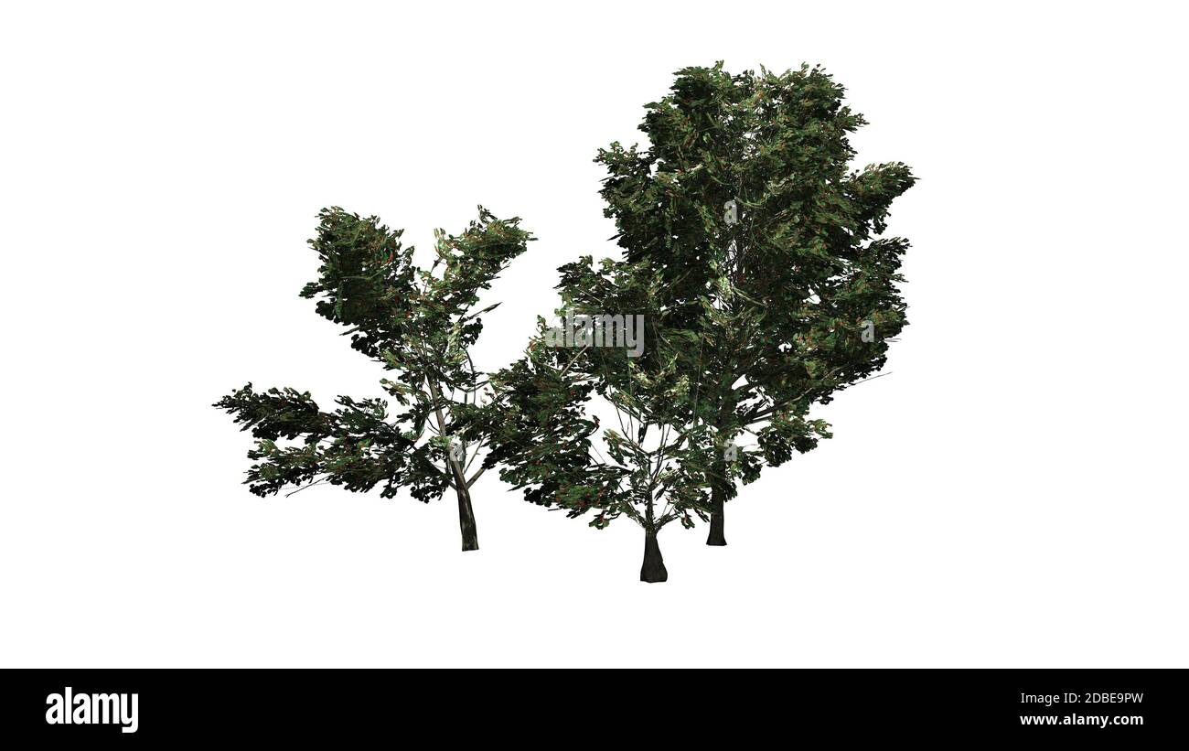 Un gruppo di arbusti Holly americani Foto Stock