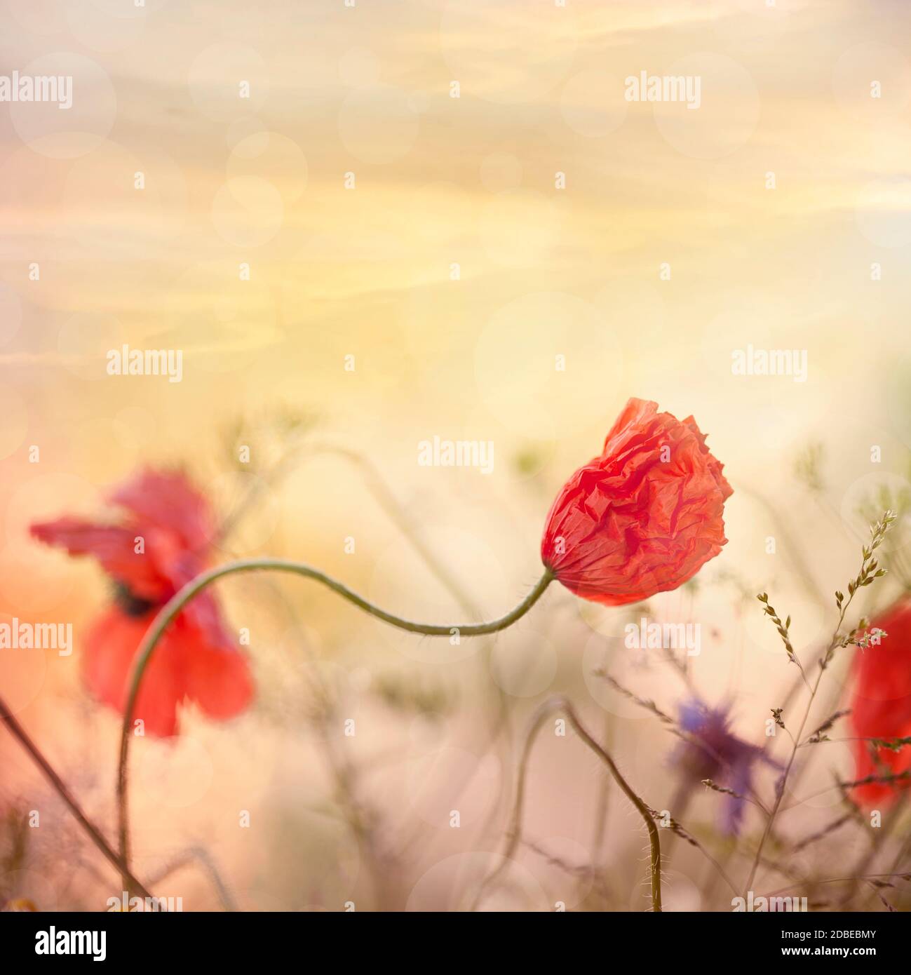Delicati fiori di papavero in morbida luce estiva al tramonto, perfetti per un biglietto d'auguri, una borsa regalo o un'immagine del calendario Foto Stock