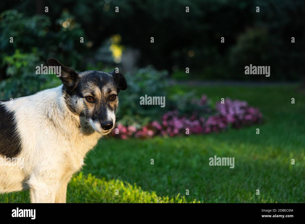 Cane bianco e nero sullo sfondo della natura. Divertente cute guardando direttamente la fotocamera. Ritratto su uno sfondo sfocato del Parco. Un cane di strada Foto Stock