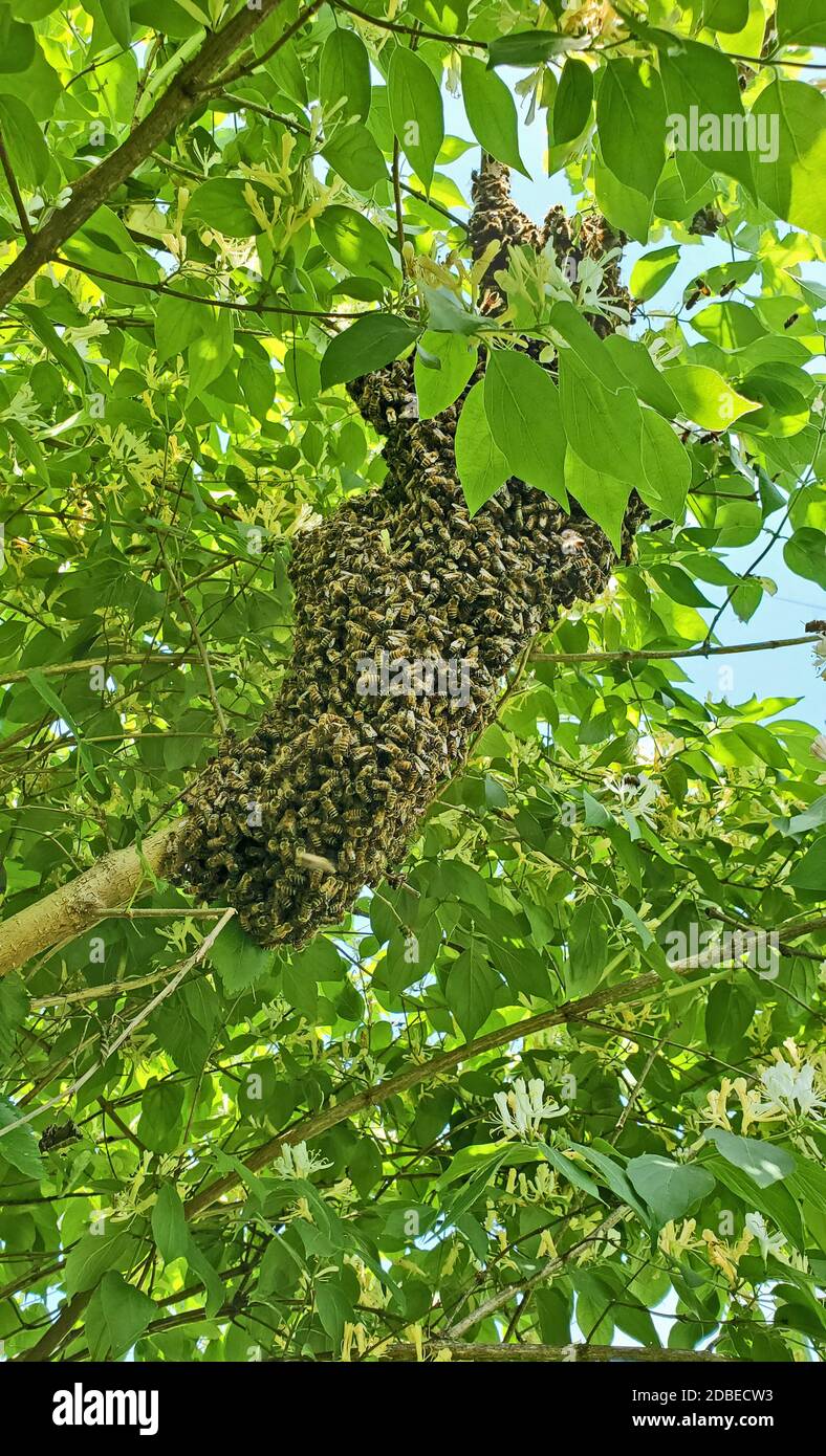 Un nuovo scaldare di miele Bees su Honeysuckle Foto Stock