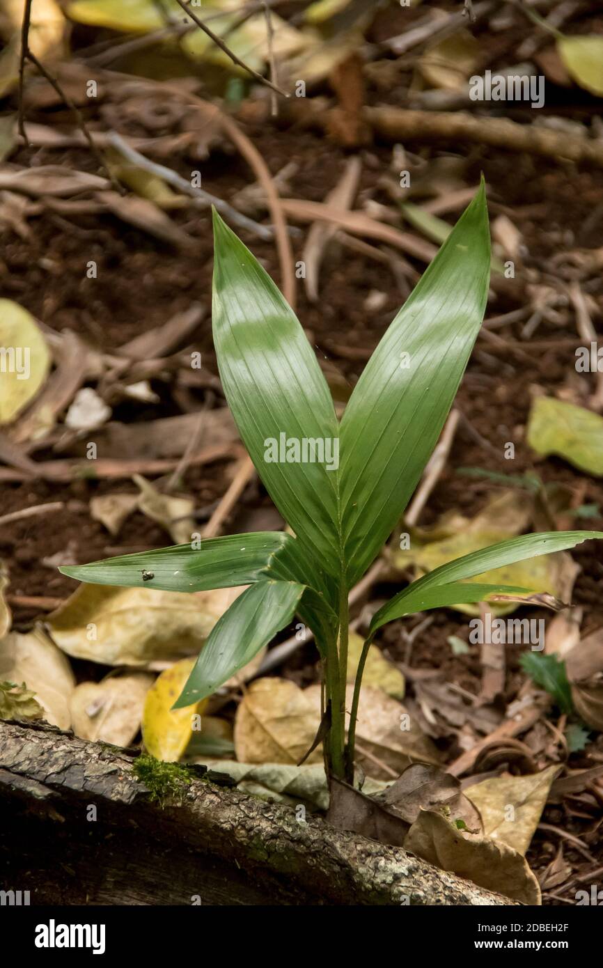 Palma di Bangalow (Archontophoenix cunninghamiana). Lowland foresta pluviale subtropicale su Tamborine Mountain, Queensland, Australia. Foto Stock