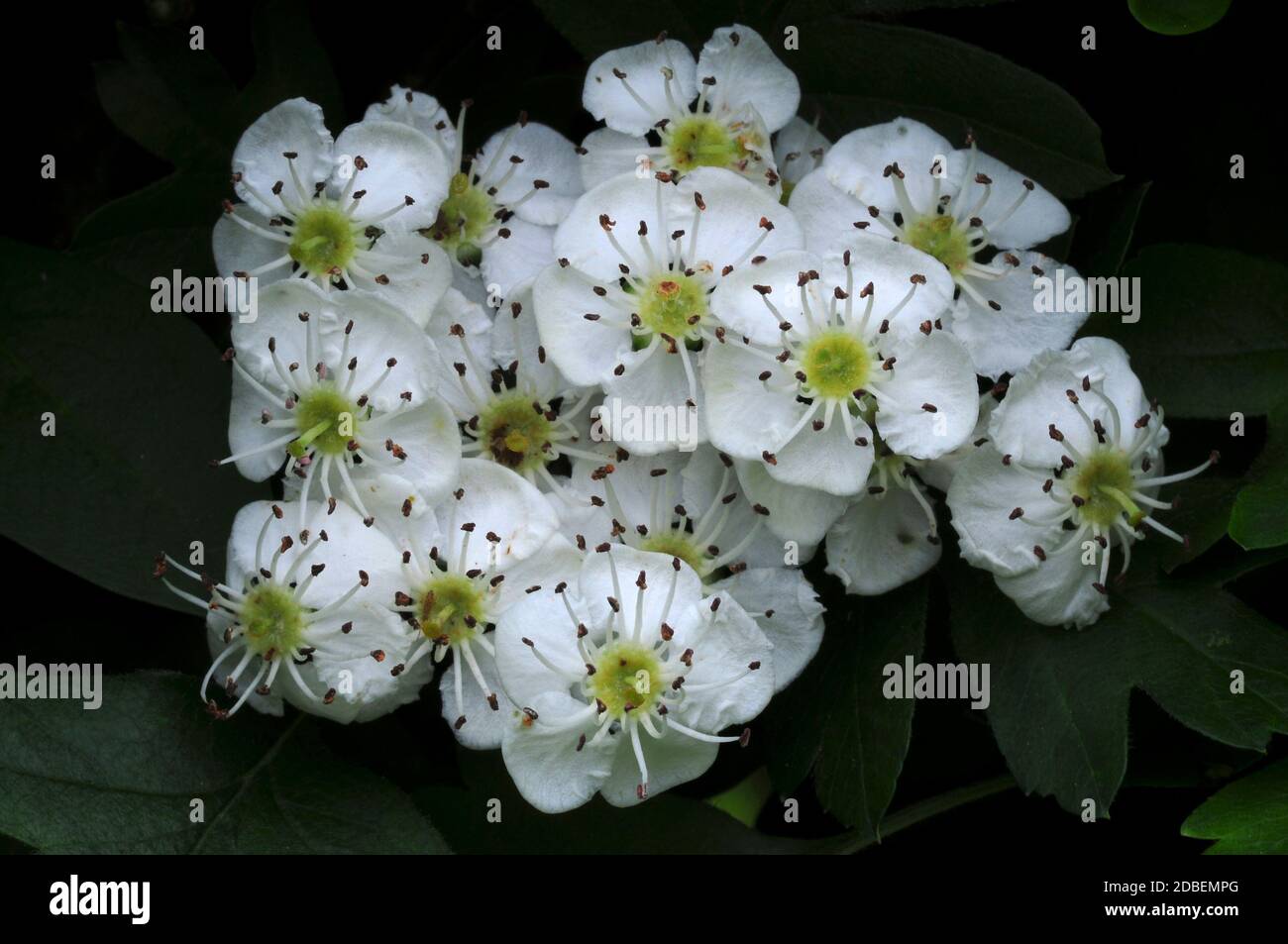 Fiore di biancospino in fiore Foto Stock