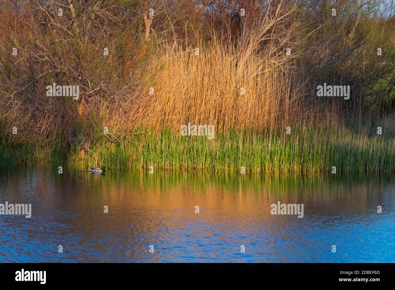 Parco Naturale Aiguamolls de l'Emporda, Golfo di Roses, Alt Emporda, regione Emporda, provincia di Girona, Catalogna, Spagna Foto Stock