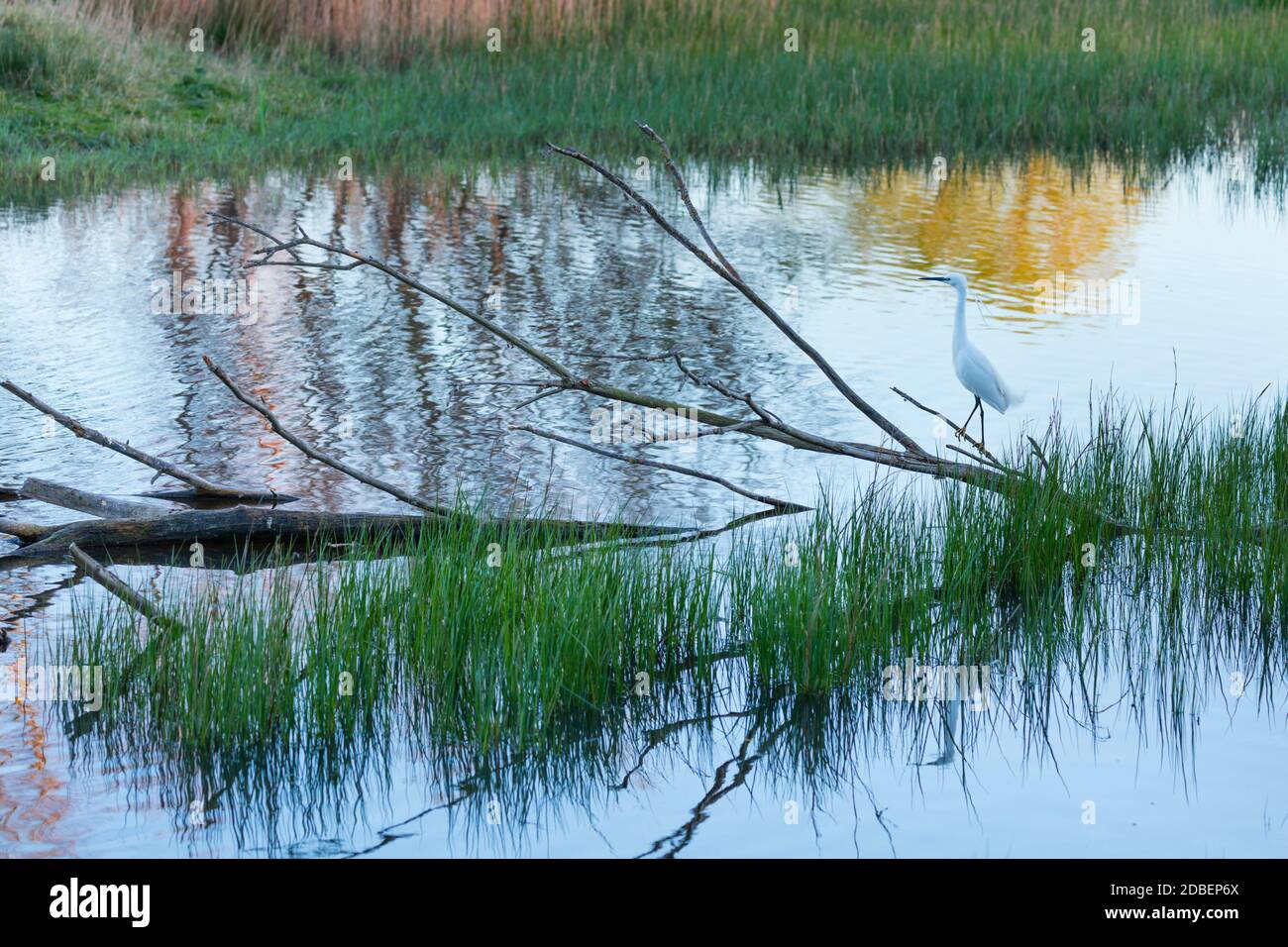 Parco Naturale Aiguamolls de l'Emporda, Golfo di Roses, Alt Emporda, regione Emporda, provincia di Girona, Catalogna, Spagna Foto Stock