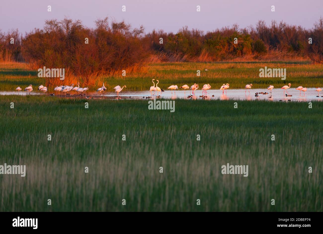 Parco Naturale Aiguamolls de l'Emporda, Golfo di Roses, Alt Emporda, regione Emporda, provincia di Girona, Catalogna, Spagna Foto Stock