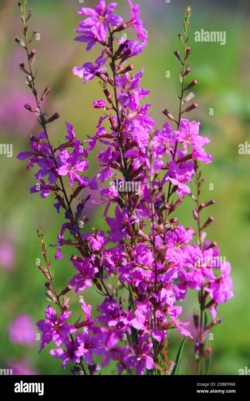 Fiori di Chamaenerion angustifolium fiorire in campo estivo. Prodotto per tè naturale. Chamaenerion Angustifolium closeup. Medicina di erbe. Fiori Foto Stock
