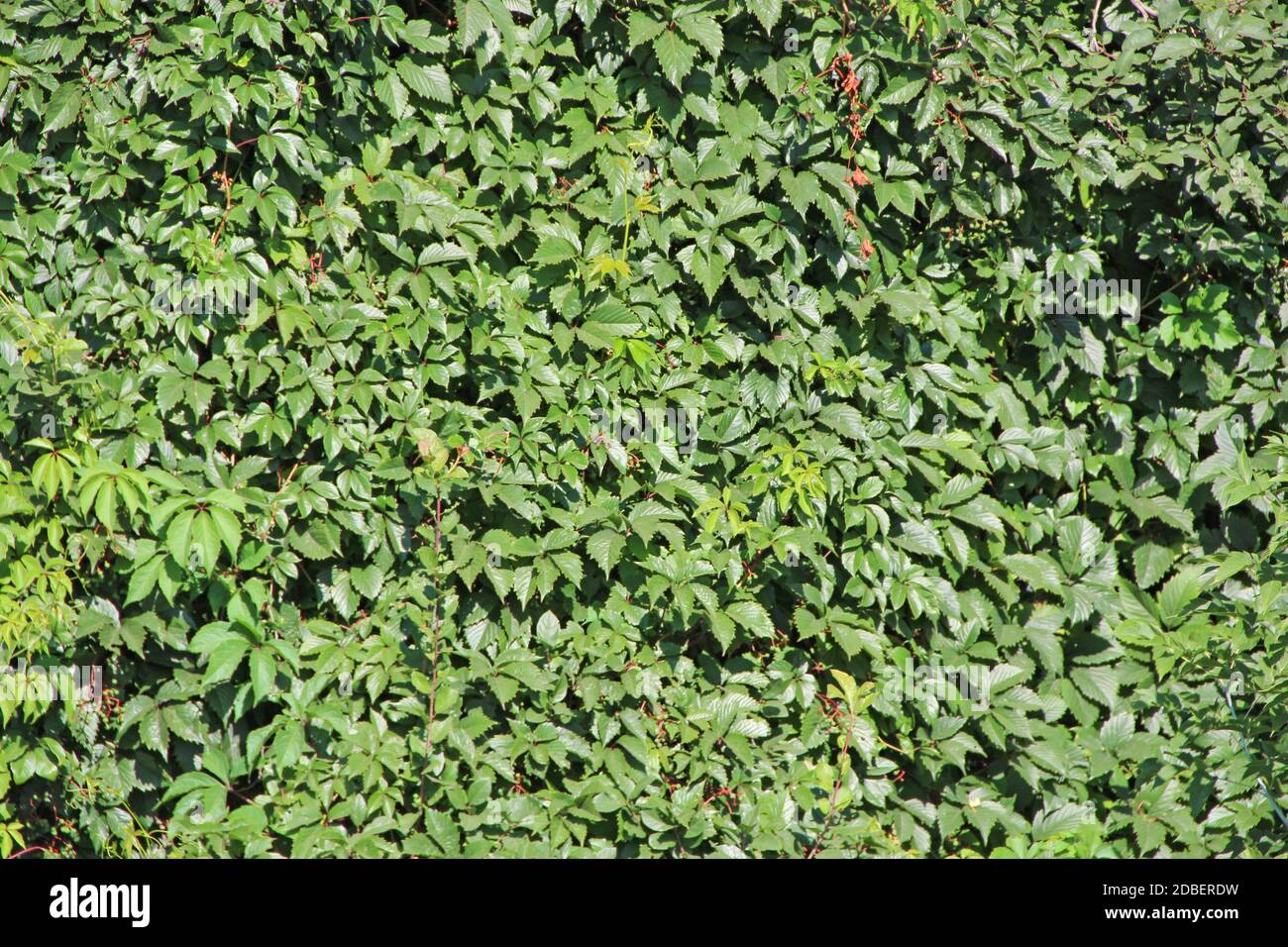 Spessi spessi spessi di echinocystis in giardino. Parete verde da pianta riccia. Liana verde selvatica. Foglie verdi di echinocystis. Fioritura di echinocystis in somma Foto Stock