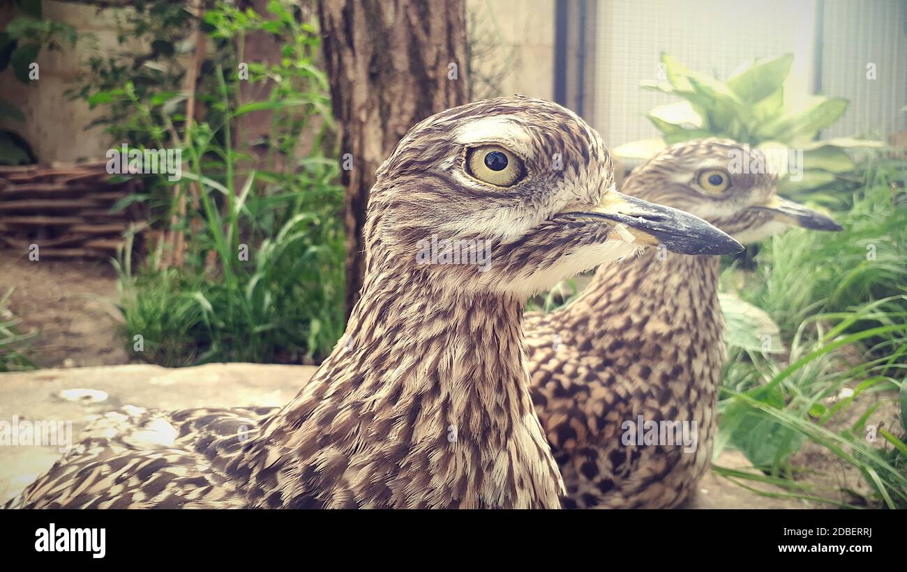 Due uccelli che si inasprono nella macchina fotografica Foto Stock