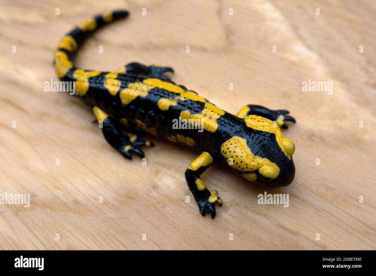 Salamandra pezzata seduta su legno Foto Stock