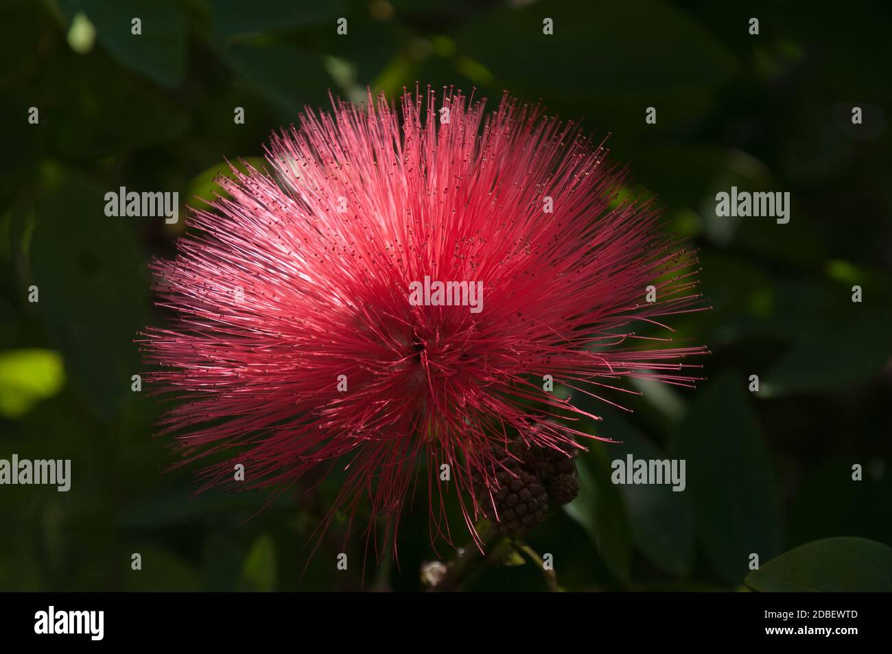 Sydney Australia, raggio di luce solare su Calliandra ematocephala o fiore di polvere rosso Foto Stock