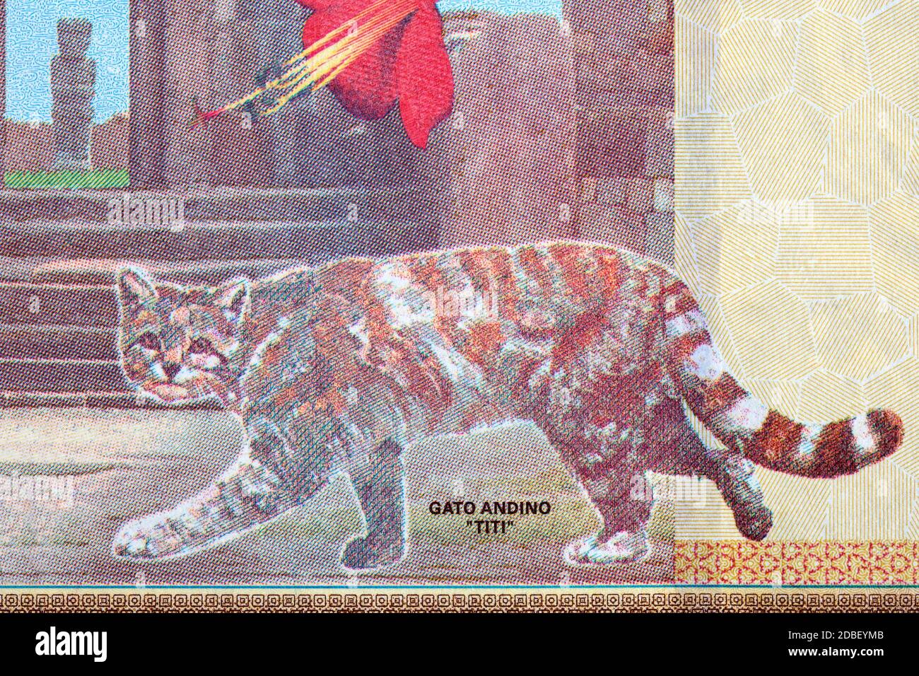 Gatto andino di montagna un ritratto dal denaro boliviano Foto Stock