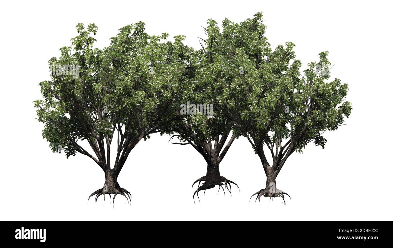 Un gruppo di arbusti Black Elder con fiori Foto Stock