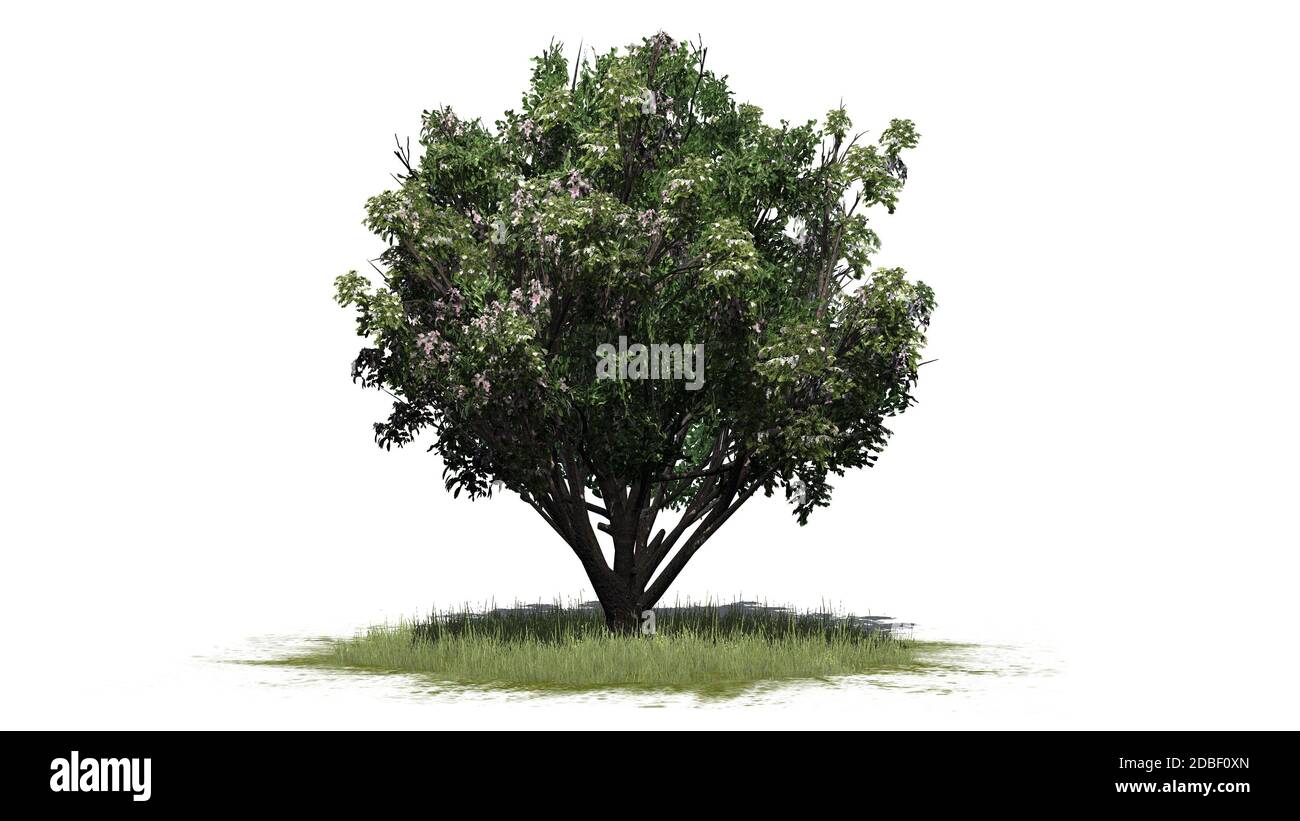 Arbusto di anziano nero con fiori su una zona di erba Foto Stock