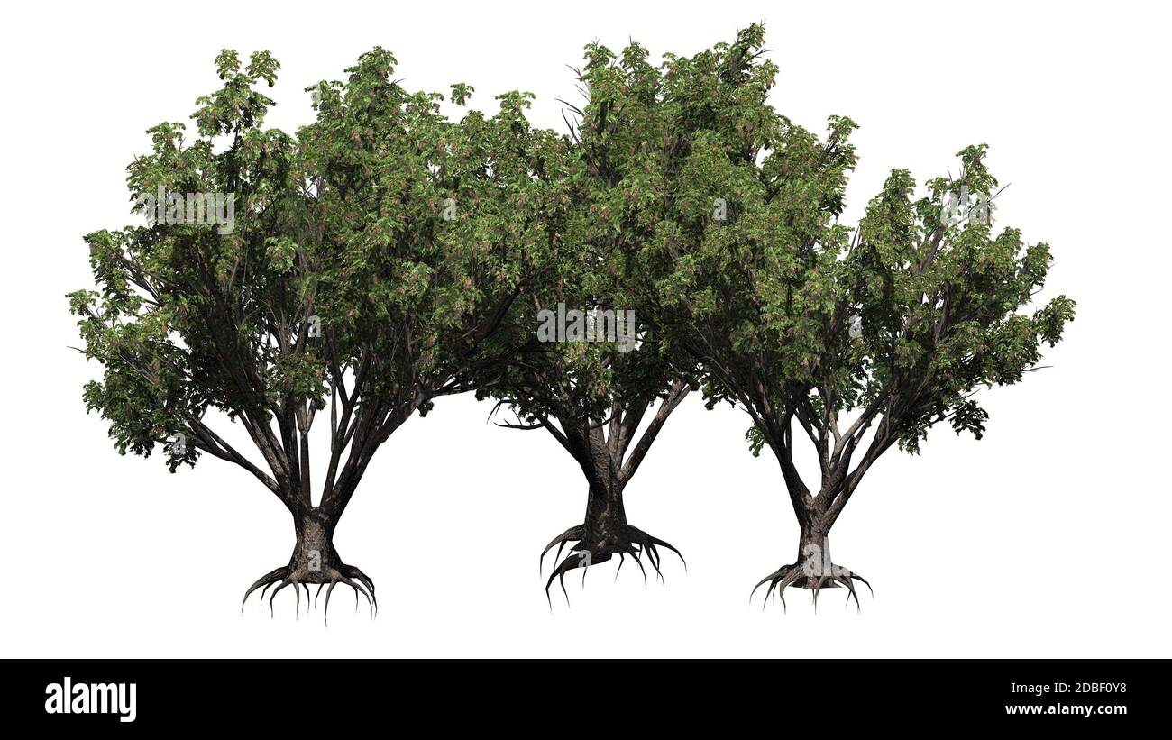 Un gruppo di arbusti Black Elder su sfondo bianco Foto Stock