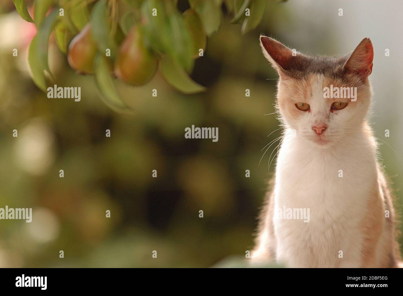 Felis silvestris catus Foto Stock