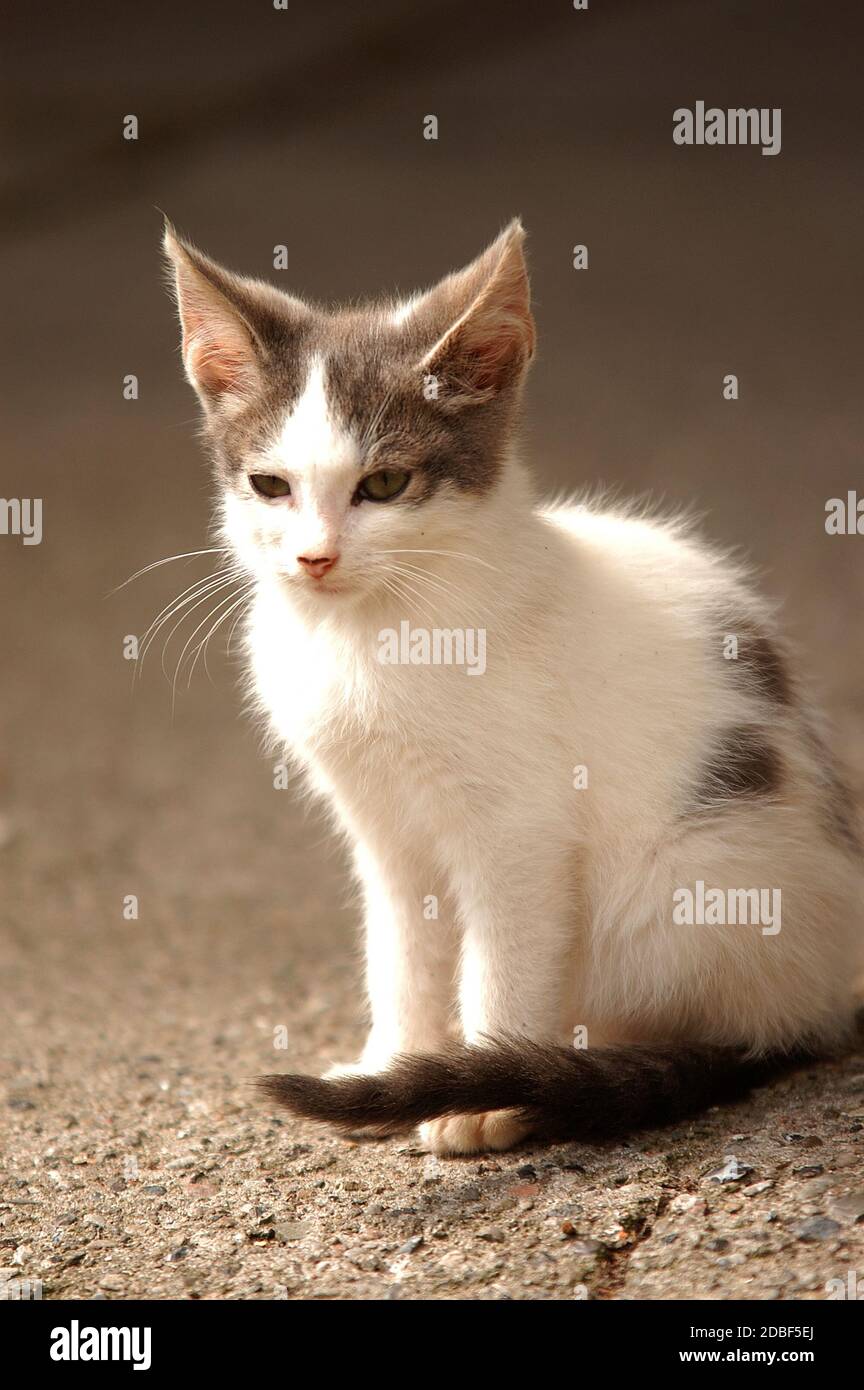 Felis silvestris catus Foto Stock