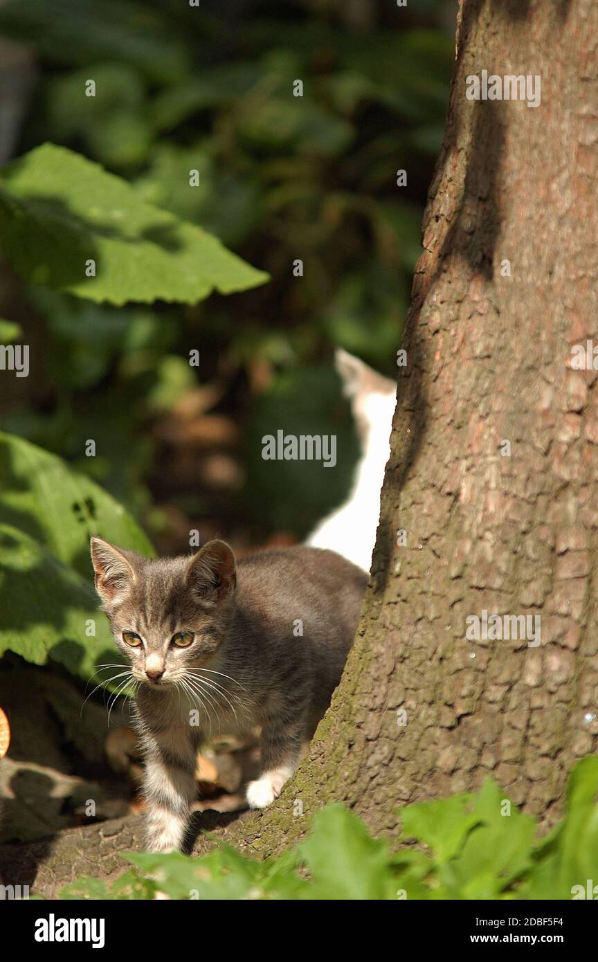 Felis silvestris catus Foto Stock