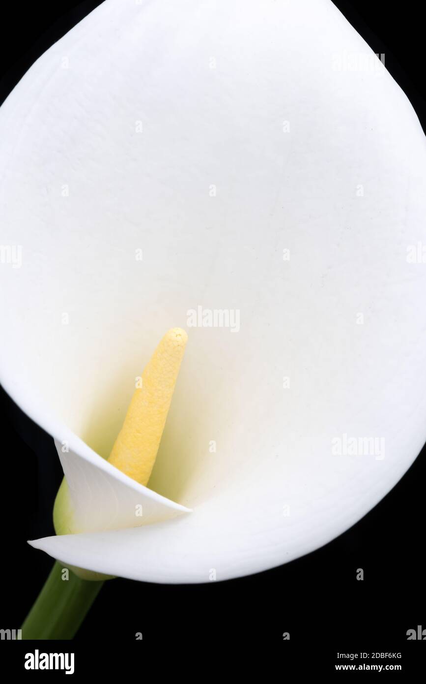 Giglio di arum bianco con ampio petalo ovale Foto Stock