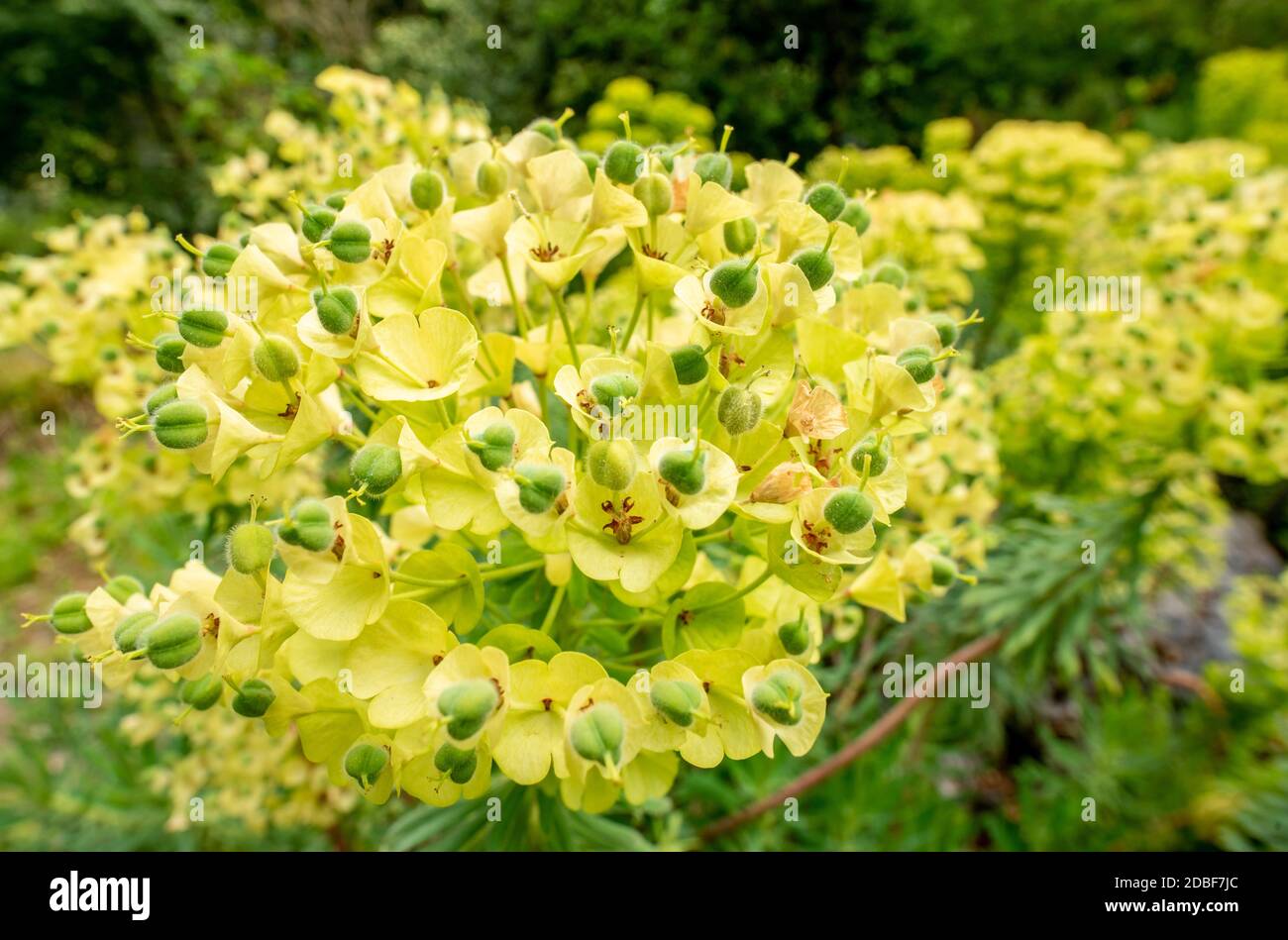 Palisades sprurge Foto Stock