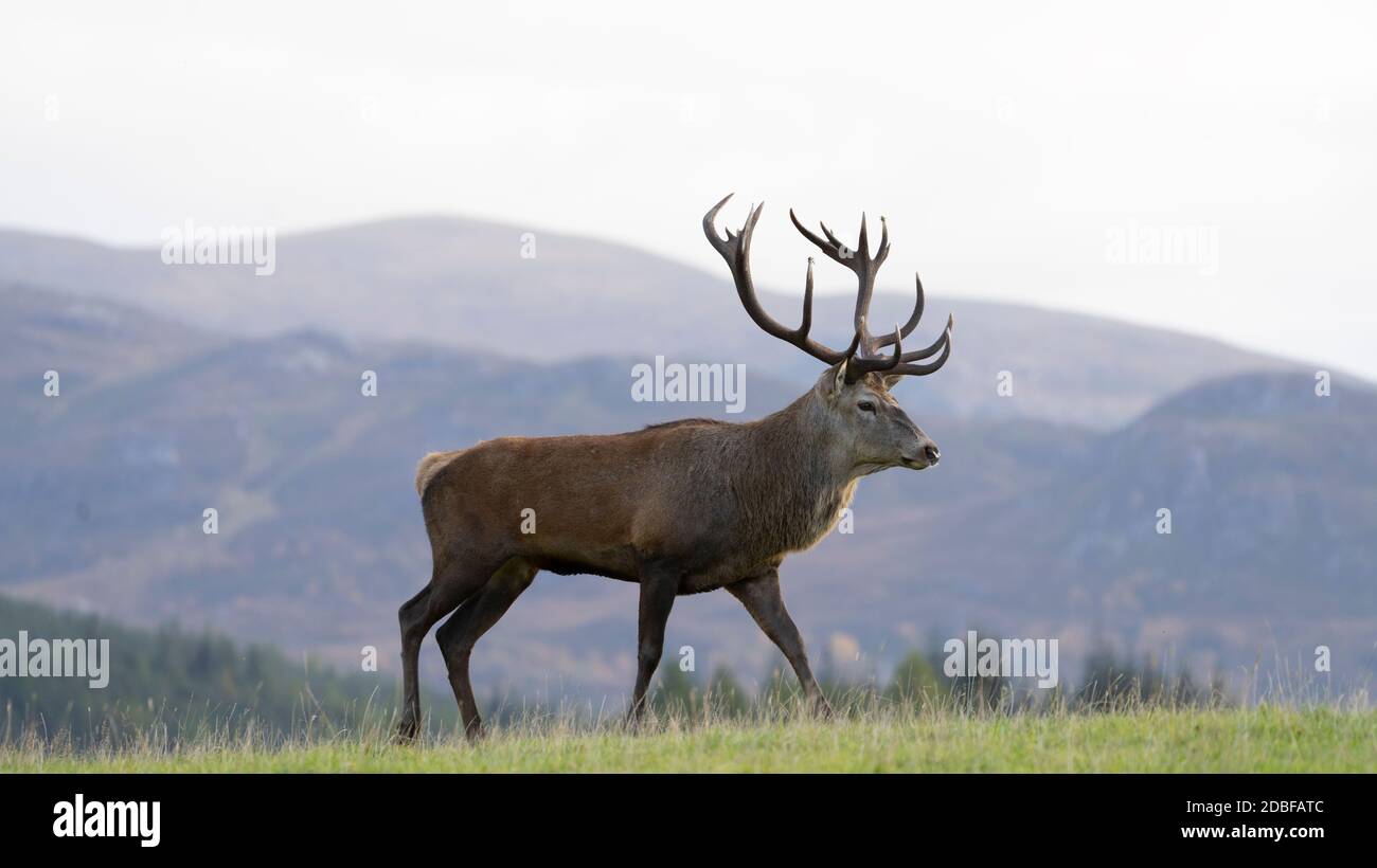 Red Deer Stag con sfondo montagnoso Foto Stock