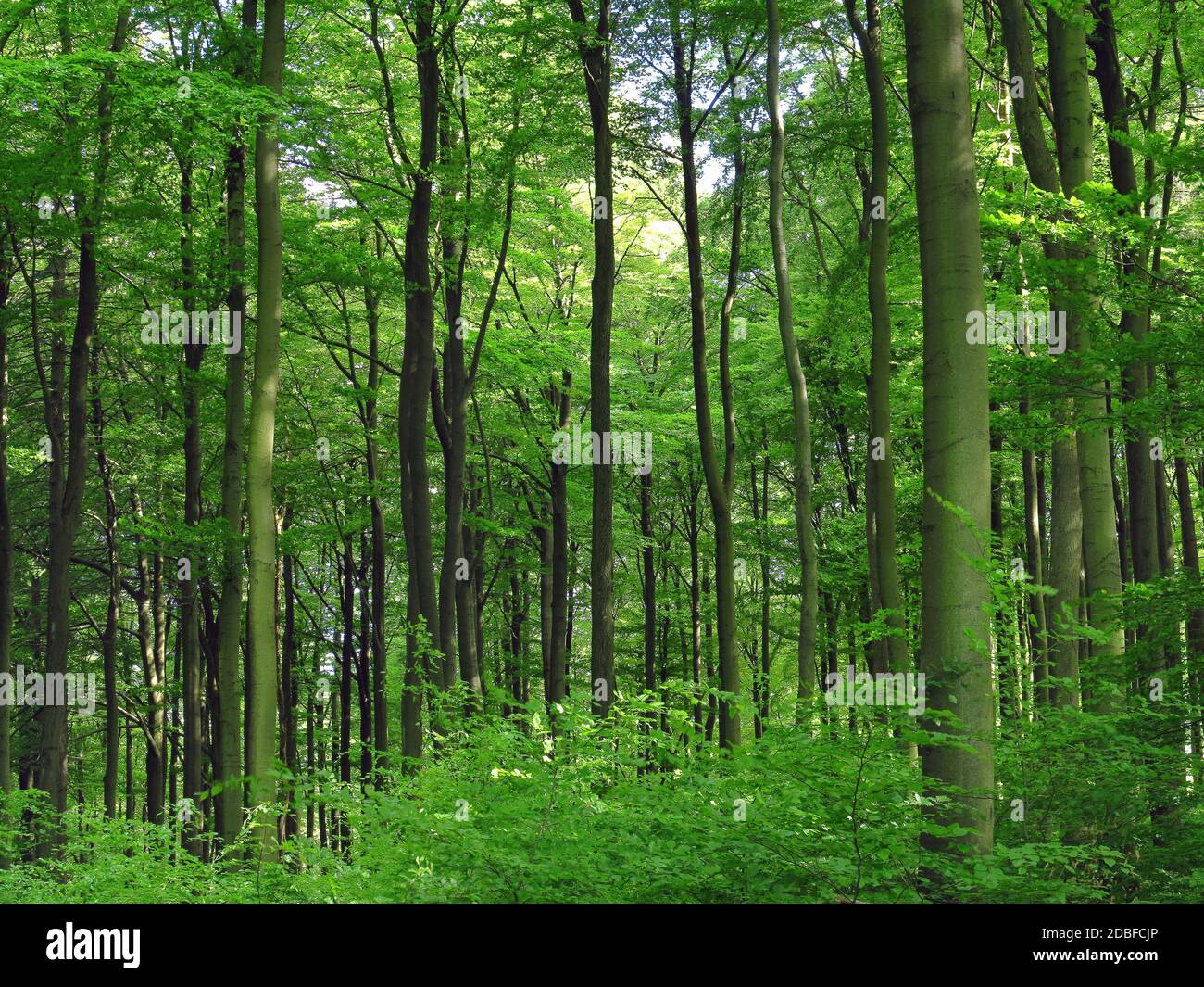 Foresta di faggio in primavera Foto Stock