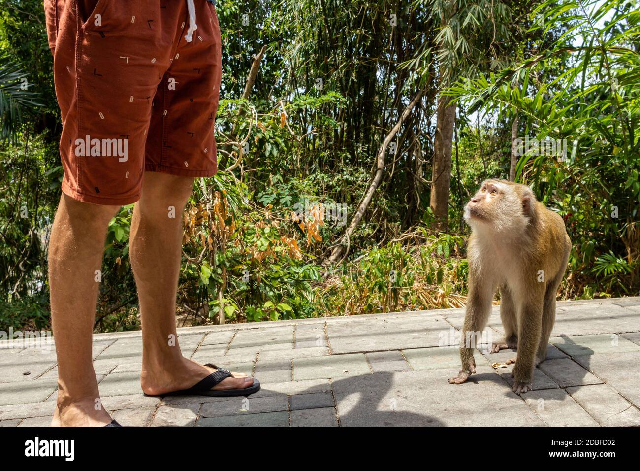 Phuket, Thailandia, UNA collina delle scimmie dove si può nutrire una scimmia ma essere ceryfuly non toccare i primati Foto Stock