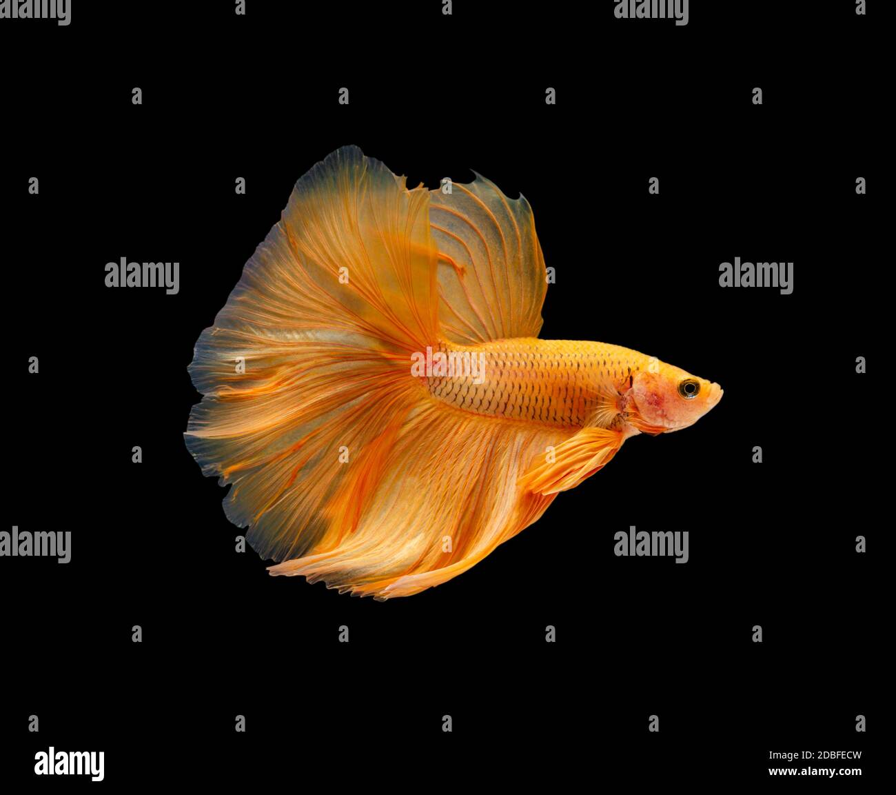 Pesce da combattimento siamese o pesce di betta splendens, pesci dell' acquario popolare in Thailandia. Super arancio coda mezzaluna betta  combattimento movimento isolato su nero Foto stock - Alamy