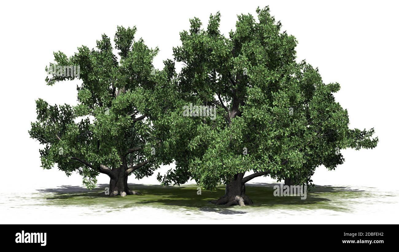 Gruppo di faggio europeo su sfondo bianco Foto Stock