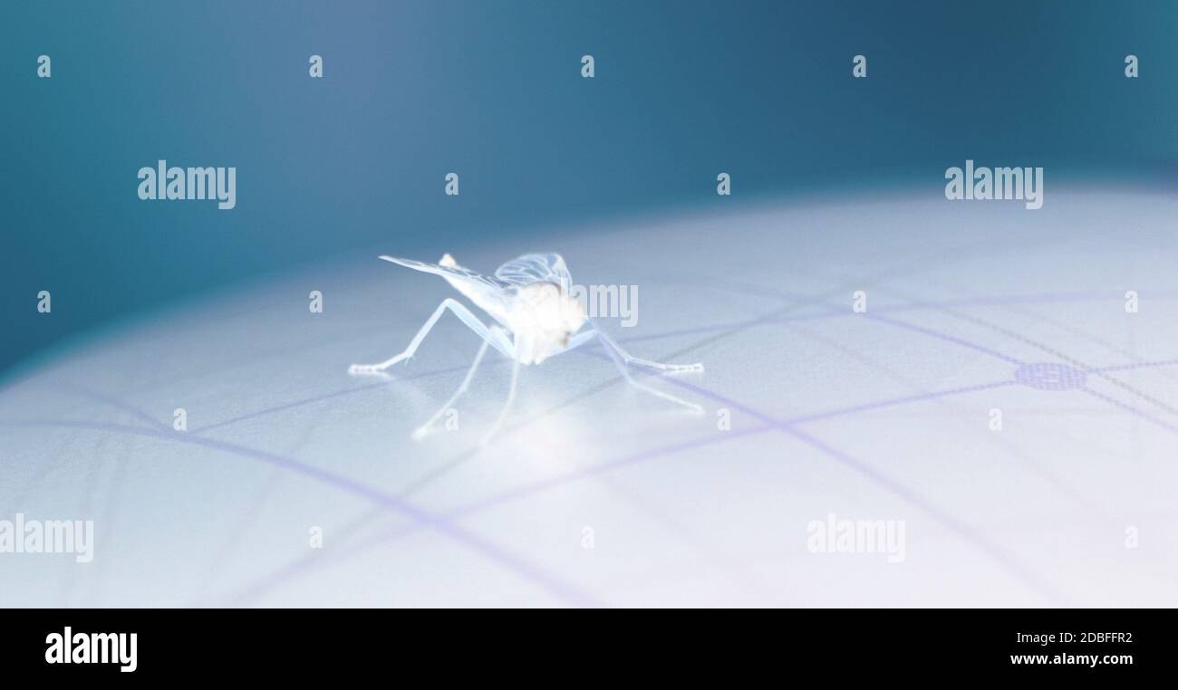 primo piano astratto di un mosca, simile a un radiografia Foto Stock