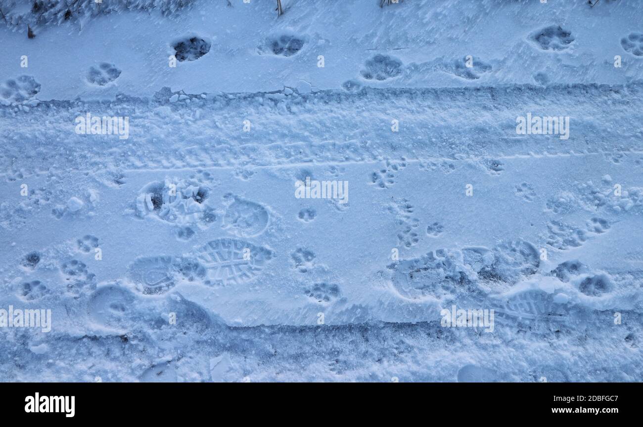 Tracce di persone, cani, gatti e automobili nella neve. Foto Stock