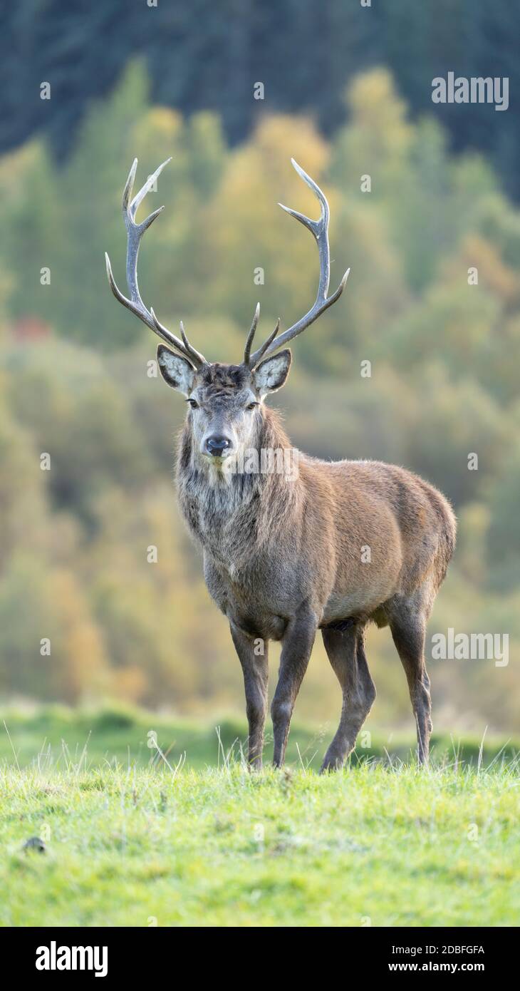 Red Deer Stag con fondo boscoso Foto Stock