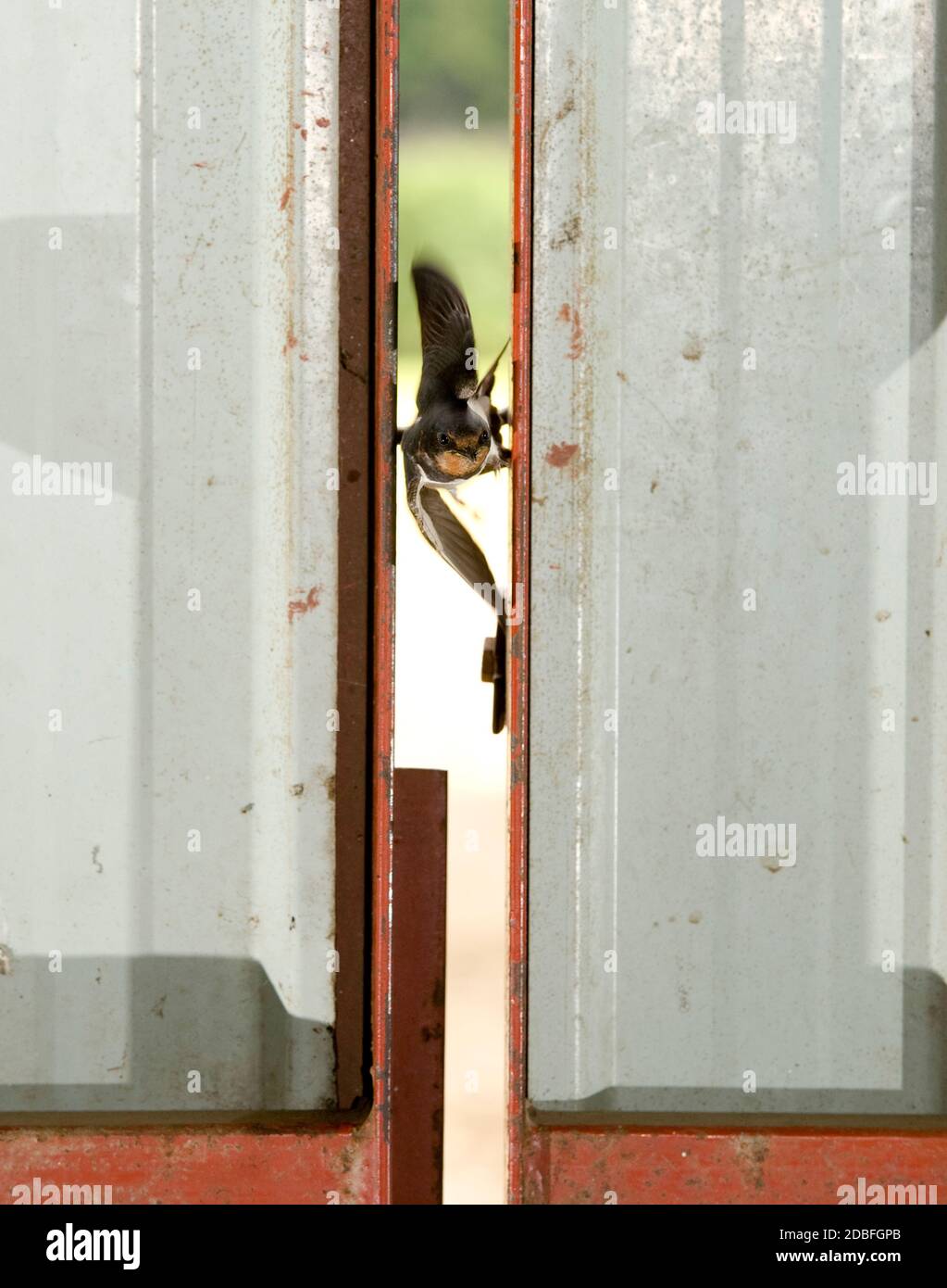Fienile Swallow che vola attraverso una fessura verticale in una porta di capannone fattoria. Foto Stock
