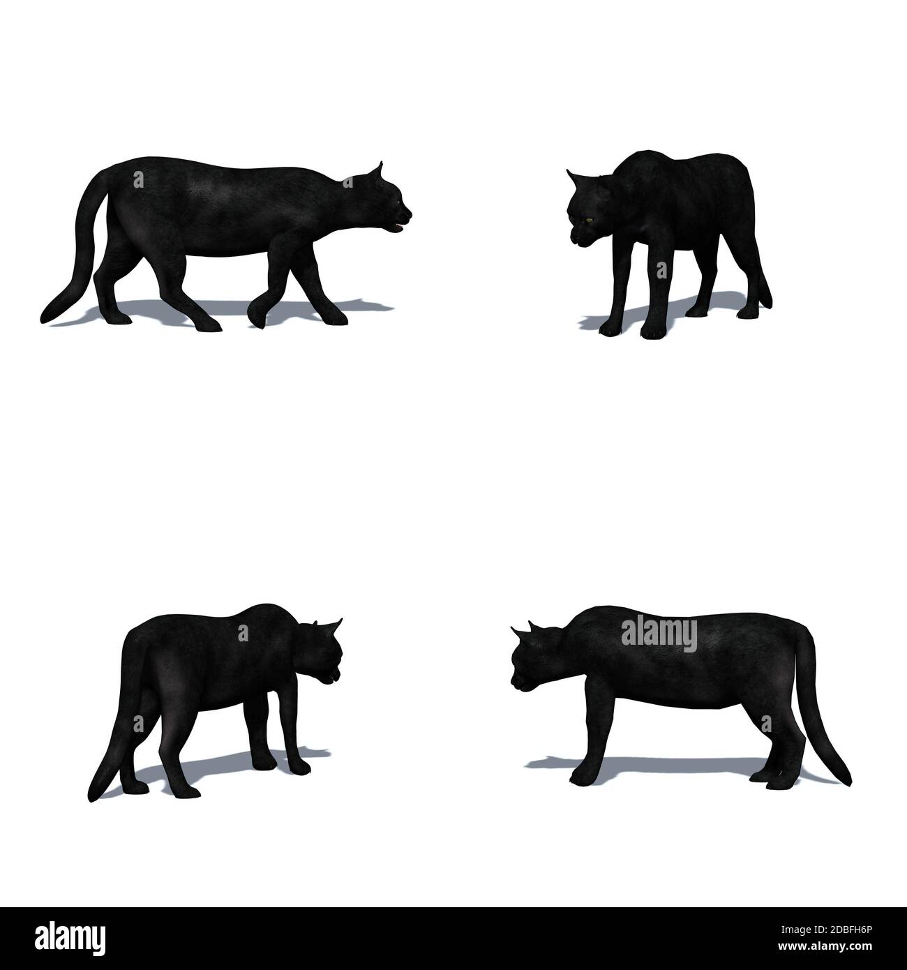 Set di animali domestici - gatto nero - isolato su sfondo bianco Foto Stock