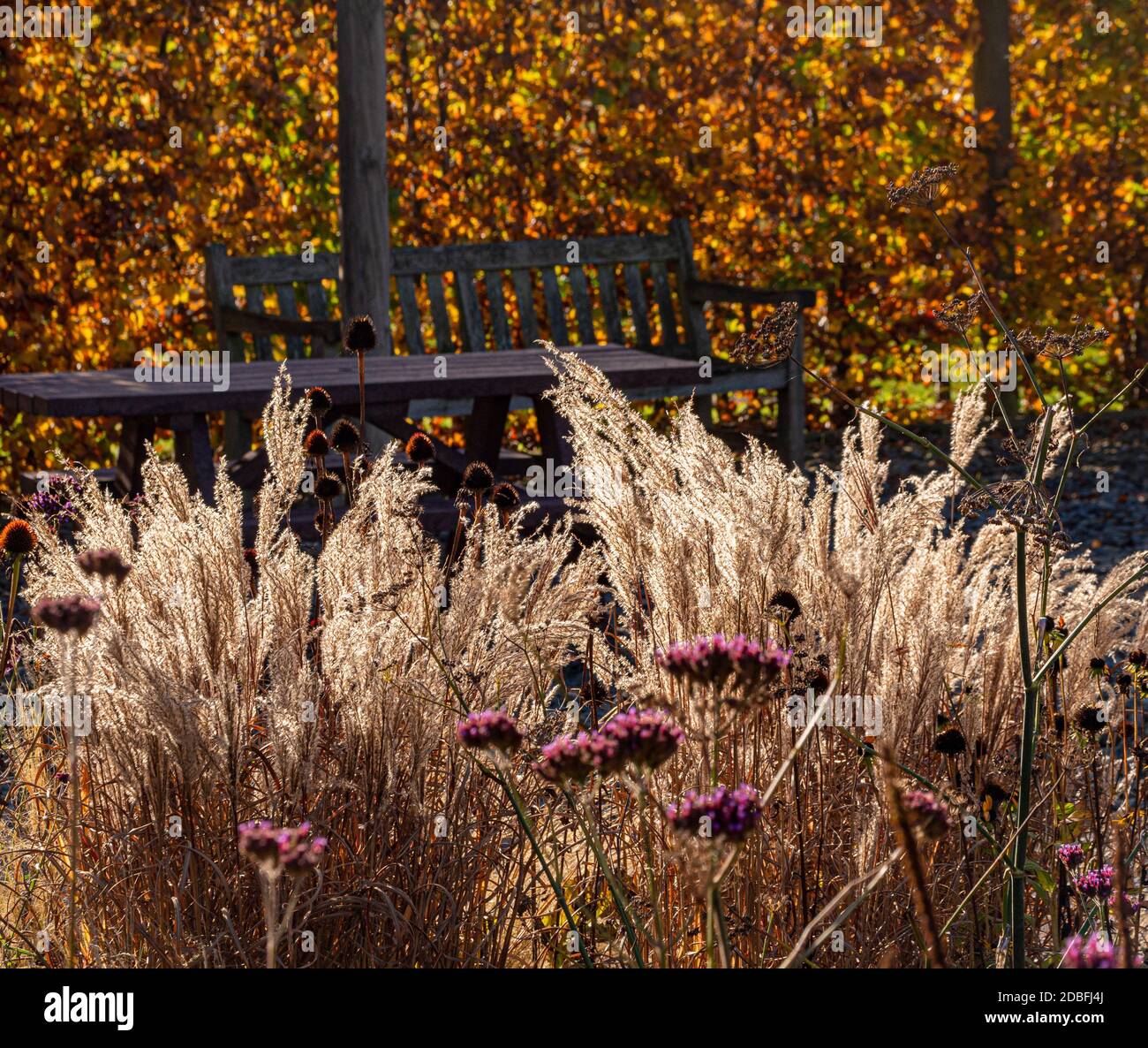 Verbena bonariensis retroilluminata e erbe ornamentali che crescono nel giardino inglese in autunno. Foto Stock