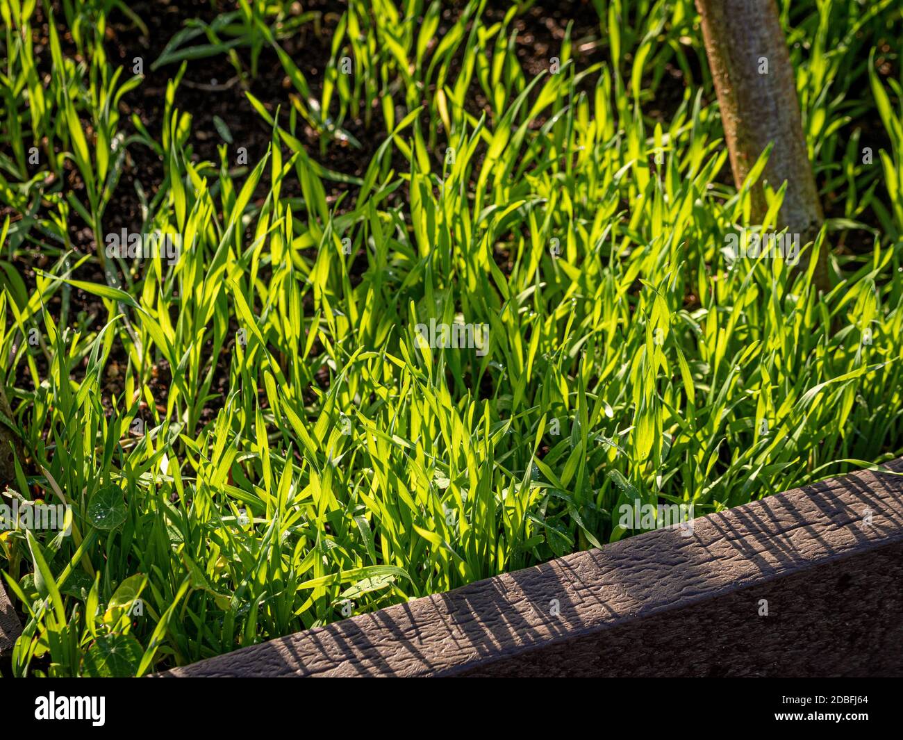 Pascolo Rye, un tipo di concime verde che cresce in un letto di verdure rialzato. Foto Stock