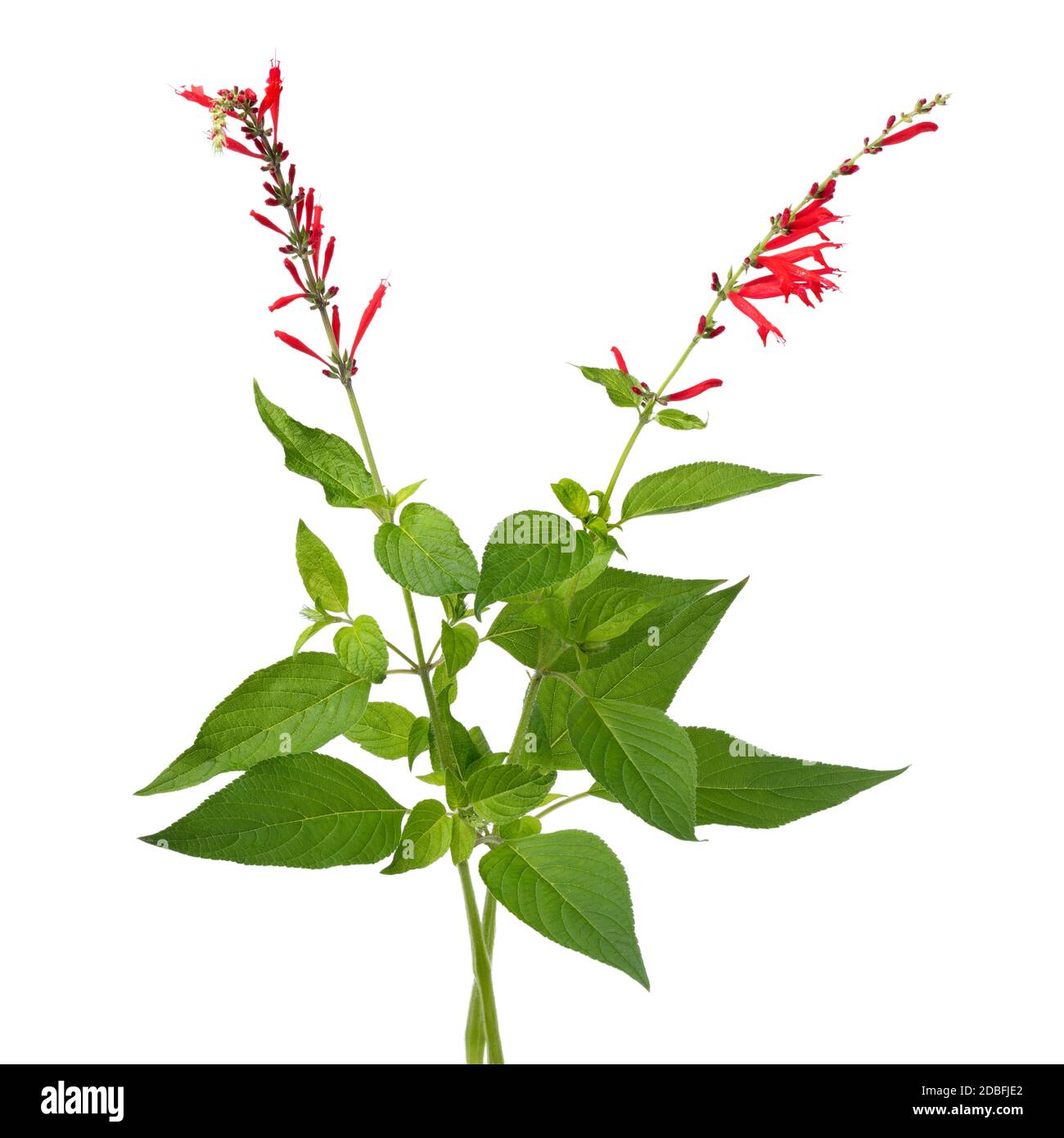 Coppia di ramoscelli di Salvia elegans fresco fiorito rosso sfondo bianco Foto Stock