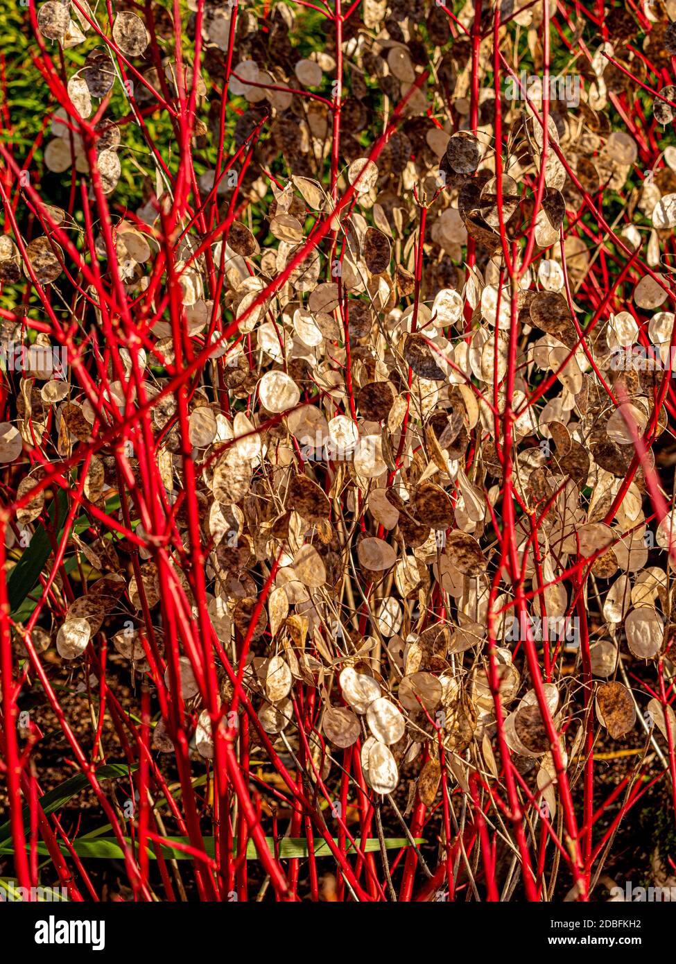 Steli rossi di Cornus Alba sibirica con la testa bianca di semi di Lunaria annua che cresce attraverso di essa. Foto Stock