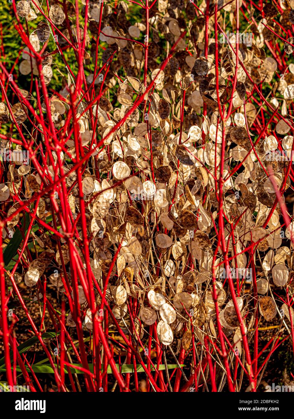 Steli rossi di Cornus Alba sibirica con la testa bianca di semi di Lunaria annua che cresce attraverso di essa. Foto Stock