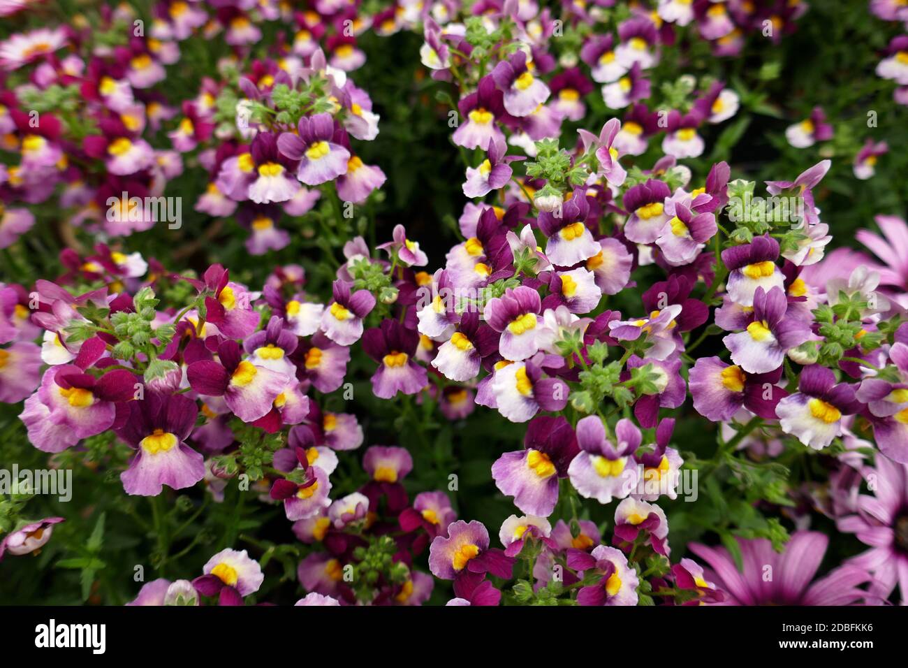 Nemesia Foto Stock