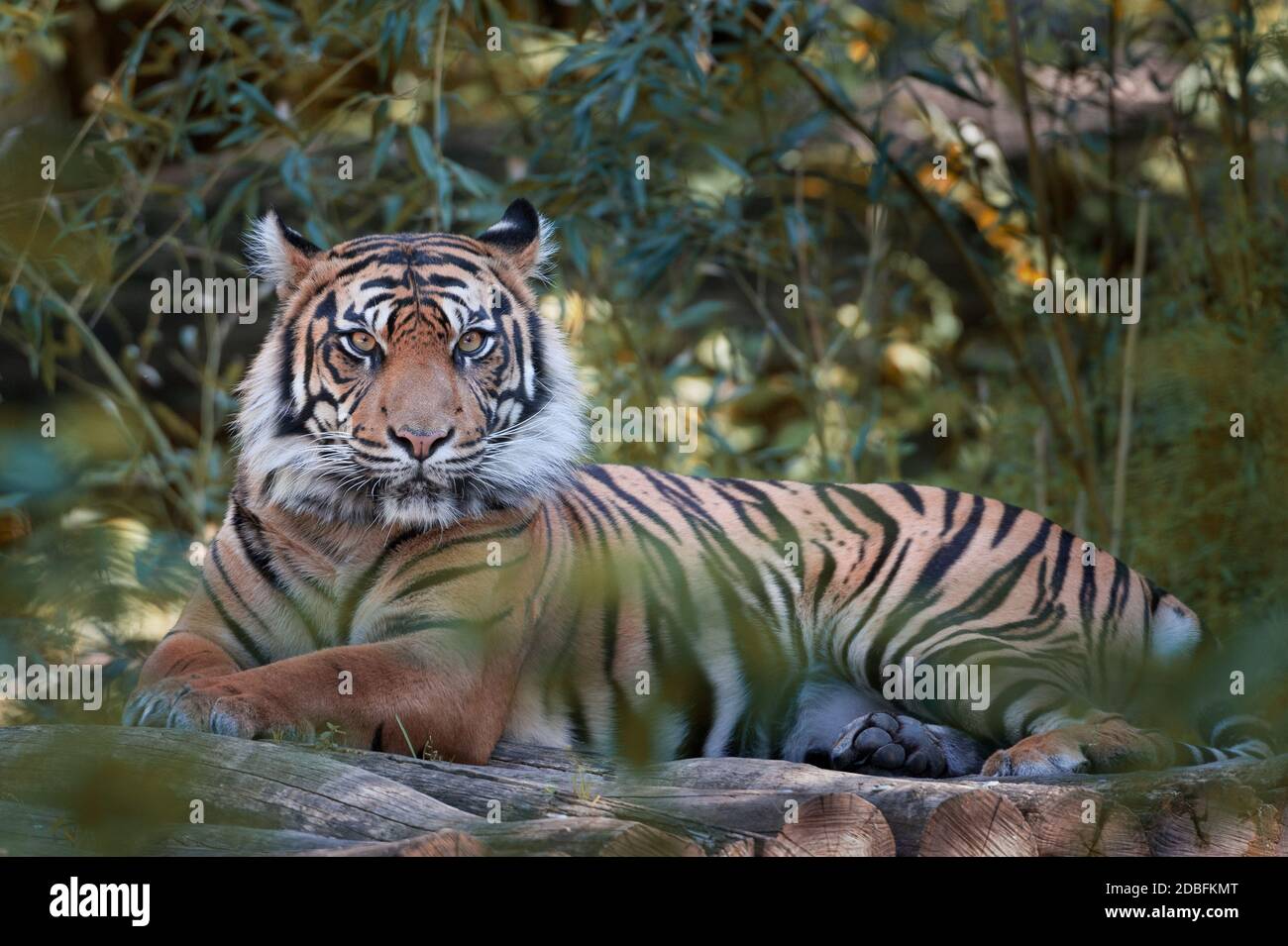 Tigre che posa in una forrest Foto Stock