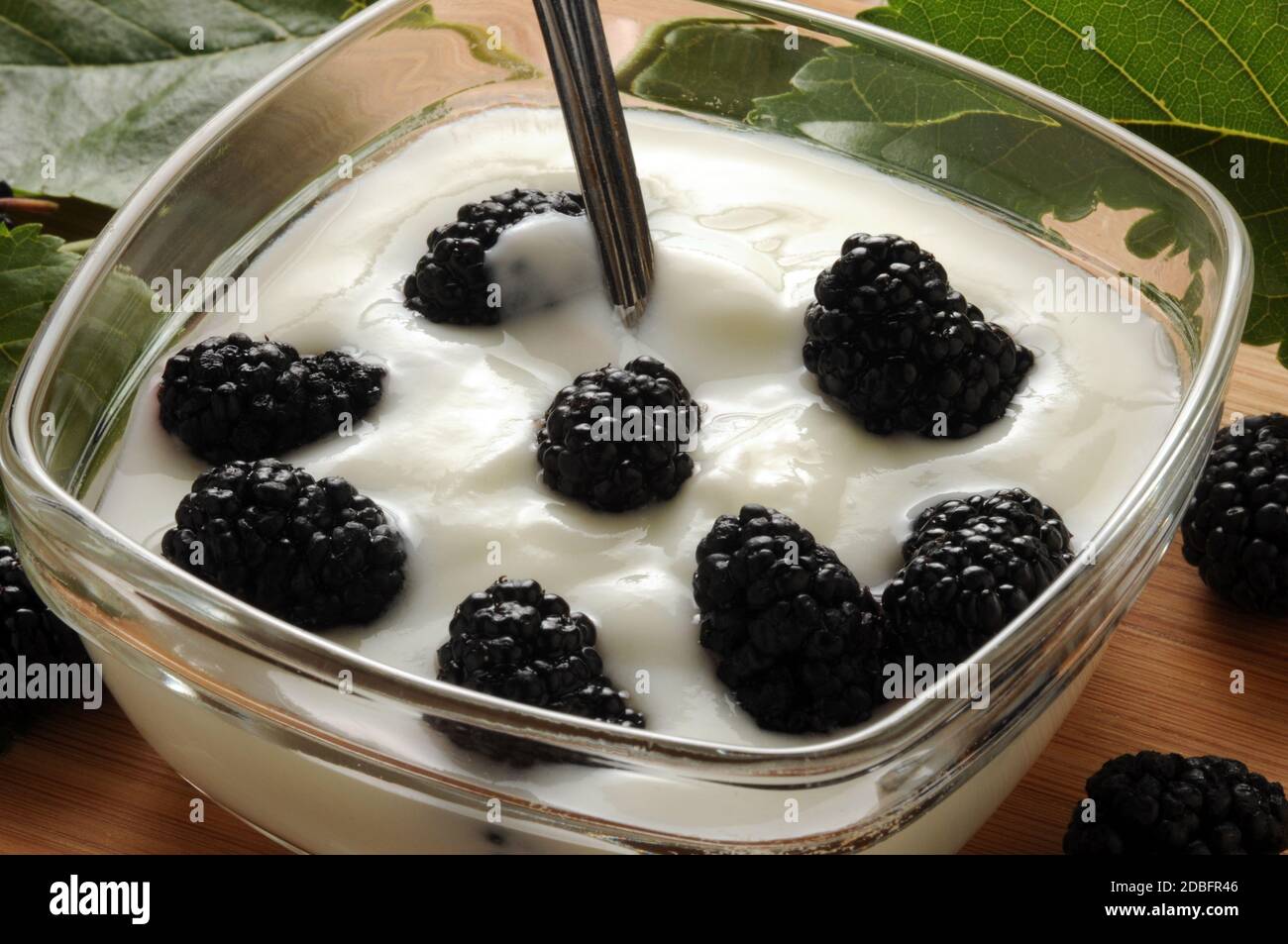 Tazza di yogurt con mirtilli neri Foto Stock